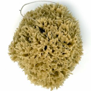extra large natural sea sponge