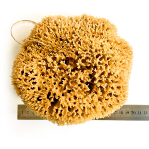 xxl sponges from the ocean with hanging string