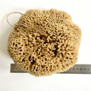 Large Natural Sponges from the Ocean