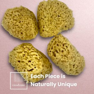 vincaza sea sponge