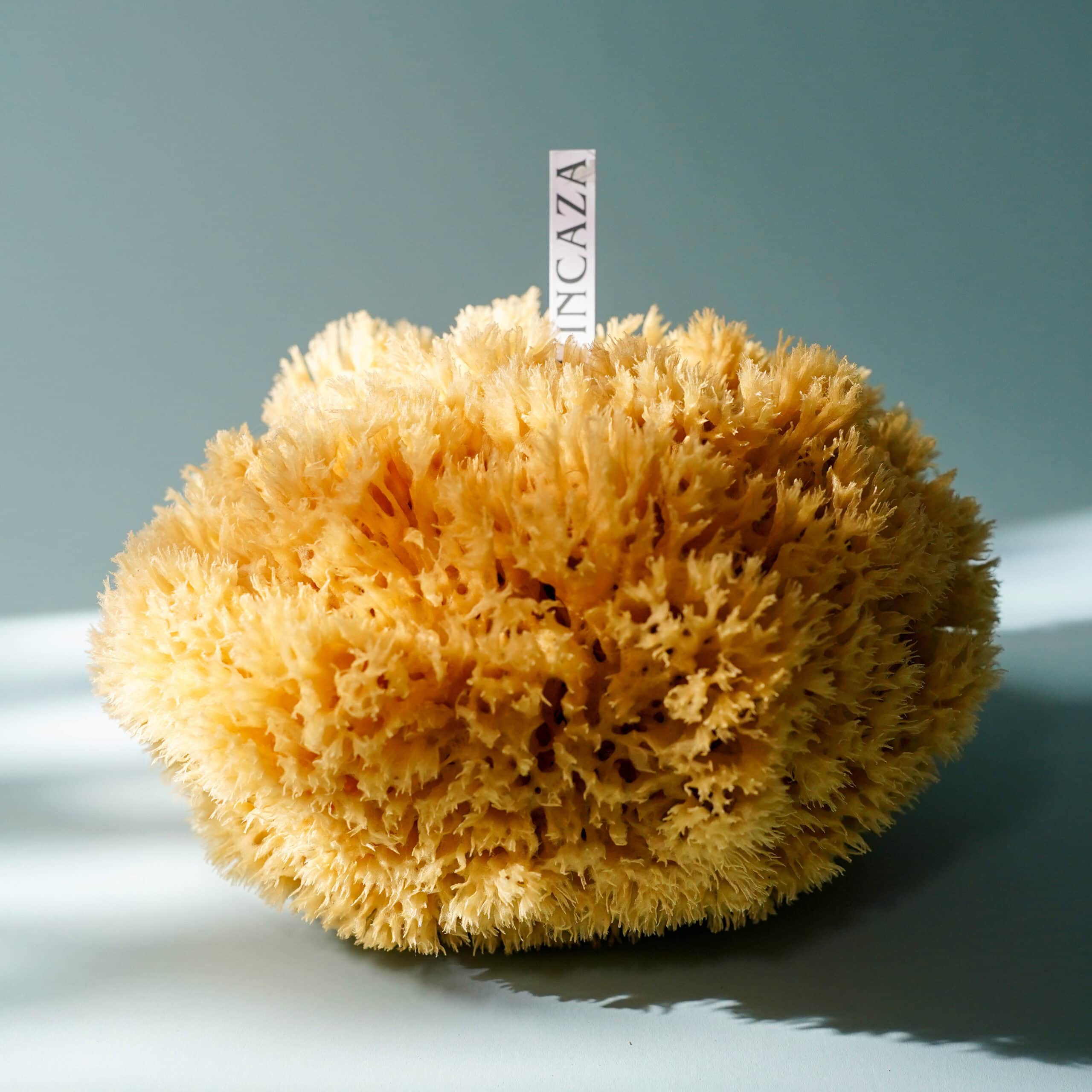 Are Kitchen Sponges from the Ocean: Surprising Truths Revealed