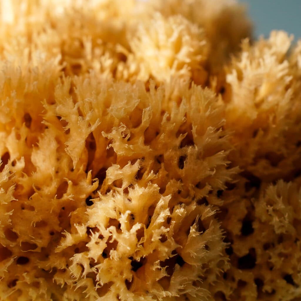 The Vincaza natural sponge range, every size together for scale